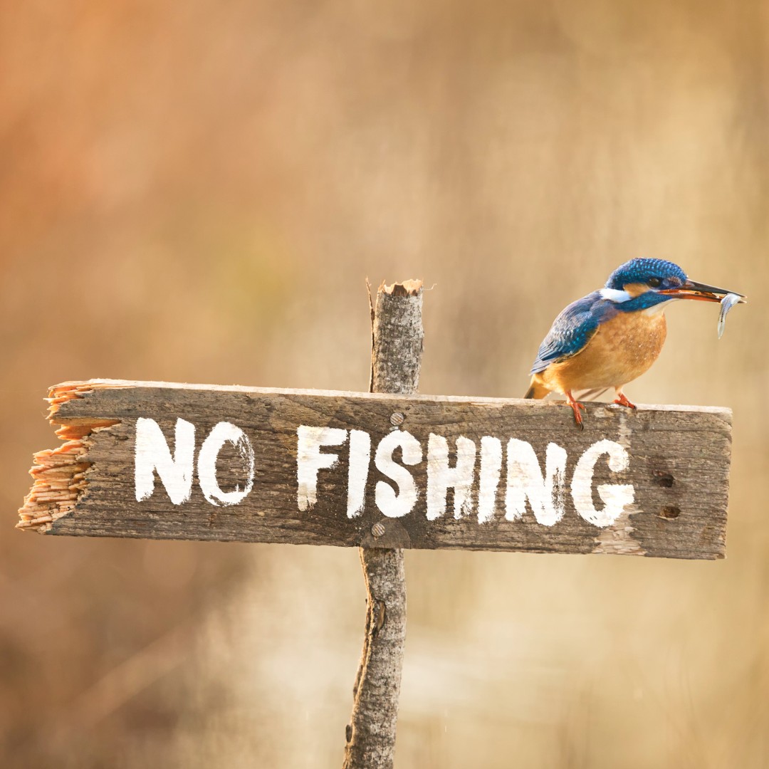 SurreyAlumni's tweet image. A £200,000 grant from the Garfield Weston Foundation will accelerate our trail-blazing Space4Nature work. This combines satellite Earth observation, artificial intelligence and citizen science to boost biodiversity in Surrey. Read more here: tinyurl.com/ybv6b2ad #ForeverSurrey