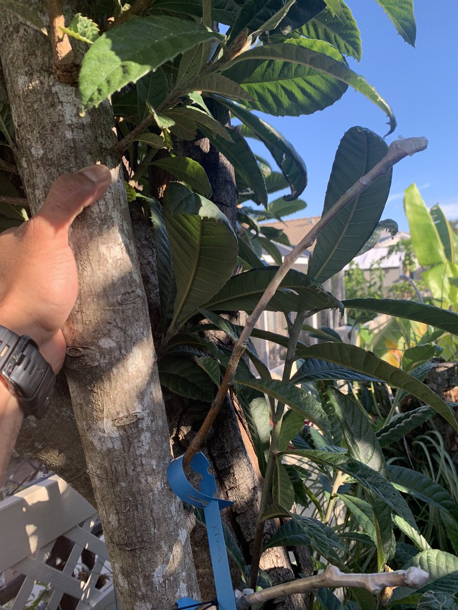 PbcTrading's tweet image. Good morning. #loquat #grafting #topwork #Florida