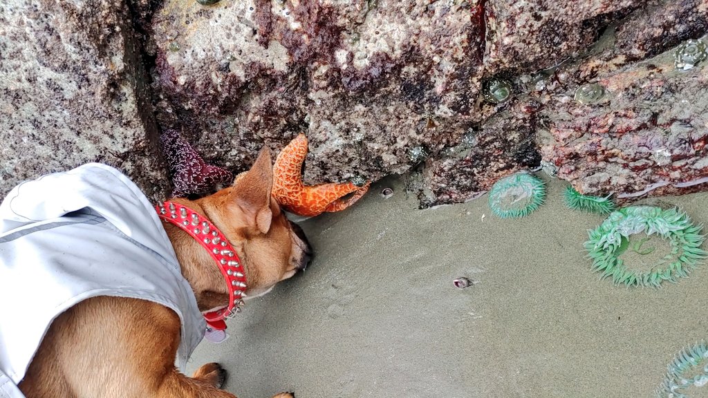 oscarindacity's tweet image. What the heck 

#oscarondaroad #oscarindacity #dogsoftwitter #vancouverisland