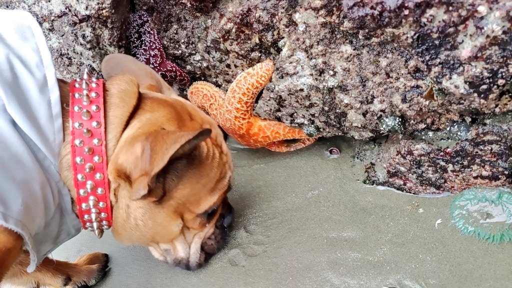 oscarindacity's tweet image. What the heck 

#oscarondaroad #oscarindacity #dogsoftwitter #vancouverisland