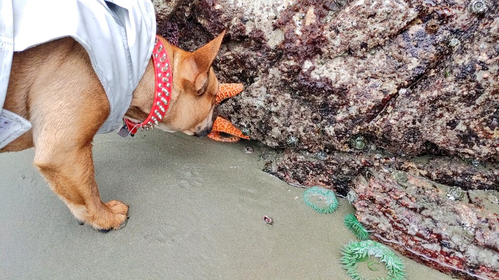 oscarindacity's tweet image. What the heck 

#oscarondaroad #oscarindacity #dogsoftwitter #vancouverisland