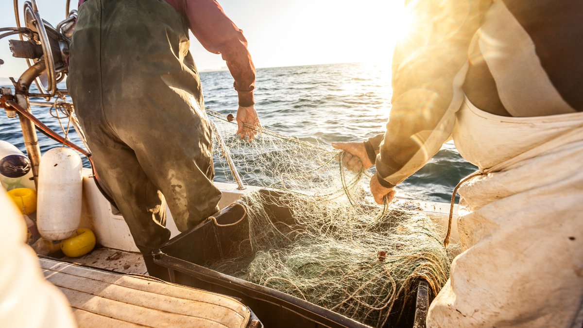 #Gestión | @SEAwiseproject analiza los factores ecológicos, sociales y económicos de las pesquerías para avanzar hacia una gestión ecosistémica

➡️ El proyecto busca crear herramientas para la gestión pesquera que se adecúen a las realidades de la pesca

ow.ly/MJLN50MU1tZ