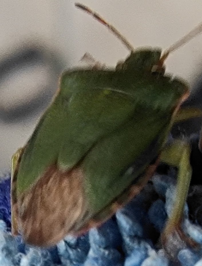 DJObscure1's tweet photo. Lovely little visitor, looks just like a leaf #winterwatch #NaturePhotography https://t.co/7Sevx9g9uq