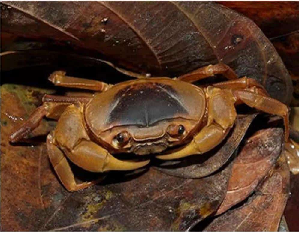 kanara_kfd's tweet photo. "ವೇಲಾ ಬಾಂಧವ್ಯ" new crab species discovered in Kanara Circle Yellapura Division.
@KFD_aranya @TheWesternGhat @CirKfd @ForestKodagu @KFD_aranya https://t.co/98GINvMiI9
