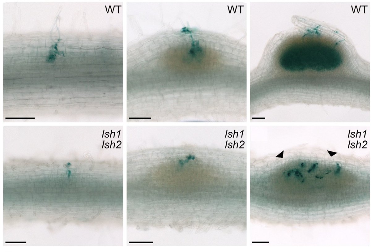 Novel nodule organ identity regulators: LSH transcriptional regulators make nodules an infectable and habitable organ for nitrogen-fixing bacteria. 

biorxiv.org/content/10.110…