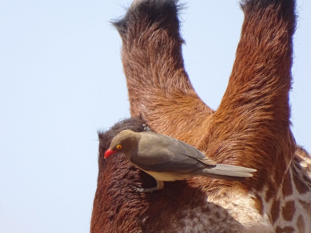 nomad_birder's tweet photo. The Mutualistic Red-billed Oxpecker.
#birding #Birdssenin2023 #birdsofgarissa #birdsofnortheasternkenya #nomadbirder
@birdingtherapy @Birding_kenya @VictorMutoro1 https://t.co/VxBugXuwnz
