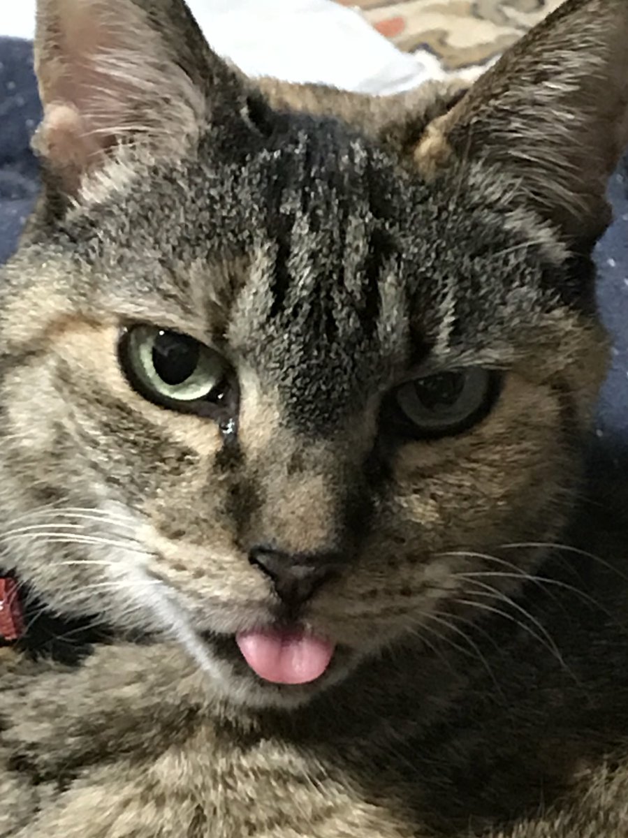 takashaya's tweet photo. #猫のいる暮らし #猫のいる幸せ #猫好き #cat #chat #catze #gatto #猫 #ねこ #ネコ #ぬこ
ゴマちゃんが舌をしまい忘れてました。 https://t.co/EeOpDt7NJJ