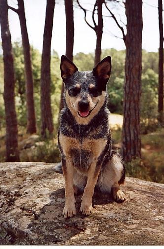 SjCattledog's tweet photo. #ThrowbackThursday pics with Angels Ember 🌈 and Roxy 🌈, during a vacation in Spain (June 2005).

#RipEmber #RIPEmber and Roxy 🐶🐶🌈🌈💖💖

#ACDS #cattledog #australiancattledog #heeler #blueheeler #boxer #boxerdog #dogs #dogsoftwitter https://t.co/QccefZd5JU