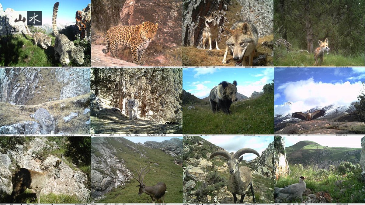 SnowLeopardHope's tweet photo. The study underline the diversity and complexity of human carnivore perceptions and interactions-> the videos illustrate a #widespectrum of human encounters with three large carnivores #snowleopards #brownbears and #greywolves
๐ธ @ShanCenter https://t.co/oB868ihDv4
