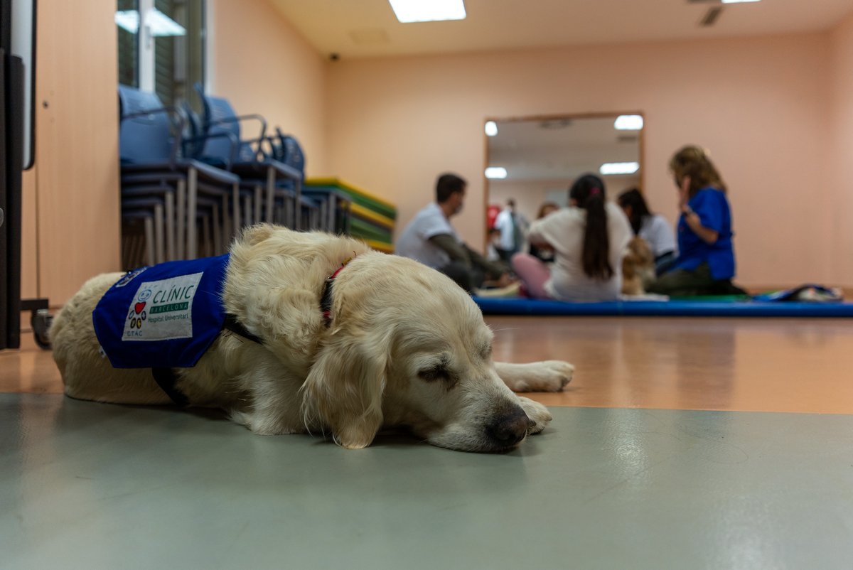 <a href="/idibaps/">IDIBAPS</a> <a href="/purina_es/">Purina España</a> <a href="/FundlaCaixaCAT/">Fundació ”la Caixa”</a> 🐶 La terapia con perros es beneficiosa para menores de 1⃣3⃣ años tratados en el Hospital de Día de salud mental. 

✅ El estudio ha estado liderado por el #CLÍNIC-
<a href="/idibaps/">IDIBAPS</a>, con la colaboración de CTAC, <a href="/purina_es/">Purina España</a> y <a href="/FundlaCaixa/">Fundación ”la Caixa”</a>. 

➕Info 👉 bit.ly/40Xn85T