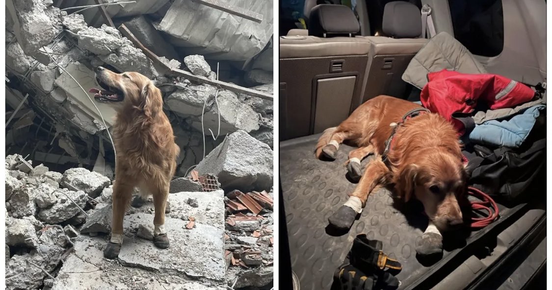 dunyadantip's tweet photo. Türkiye'ye gelen İsveç arama kurtarma ekibinin köpeği Killian, enkaz altında kalan 17 kişinin kurtarılmasına yardım etti. https://t.co/ZBtdOGD6Jo