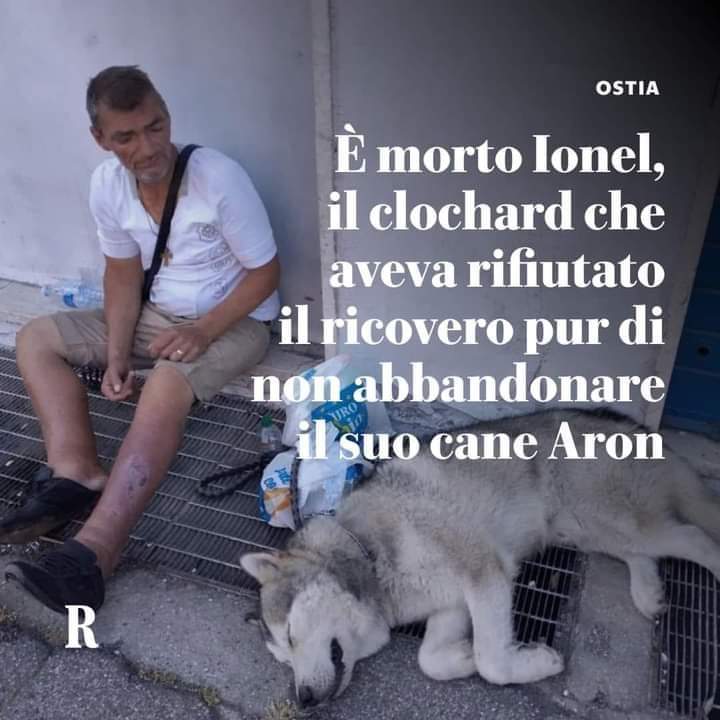FiorellaArcodi1's tweet photo. ROMA 🆘🆘🆘🆘🆘 ADOZIONE DEL SUPER ❤️ CERCASI 

Chi può  adotti Aron. Si trova al canile la Muratella di Roma. https://t.co/KShtuSok2r
