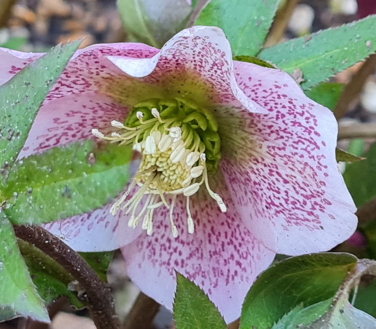 dizzyhall73's tweet photo. Spring is just around the corner. https://t.co/bwrVrnnbvZ