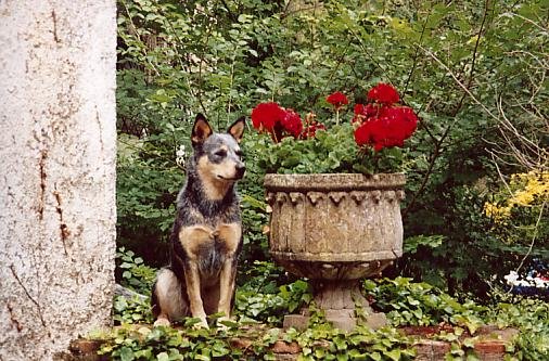 SjCattledog's tweet photo. #ThrowbackThursday pics with Angels Ember 🌈 and Roxy 🌈, during a vacation in Spain (June 2005).

#RipEmber #RIPEmber and Roxy 🐶🐶🌈🌈💖💖

#ACDS #cattledog #australiancattledog #heeler #blueheeler #boxer #boxerdog #dogs #dogsoftwitter https://t.co/QccefZd5JU
