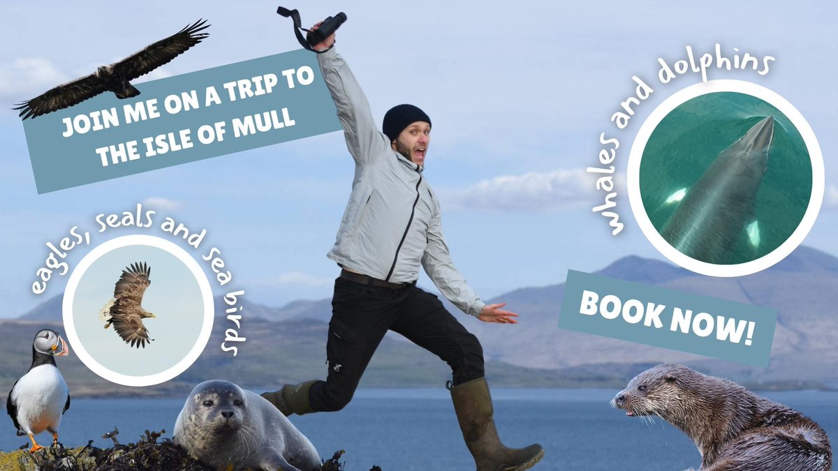 BillyHeaney's tweet photo. Looking to book a summer wildlife adventure? Join me and @ISPVentures this July on a trip to the Isle of Mull to go in search of eagles, seals, sea birds, otters, whales, dolphins and more! 🐬🦦🦭🦅

Book now: https://t.co/4vlRwdG2Xb 

@DFMTalent @Nature_Scotland @Turus_Mara https://t.co/CrzVwg8xUb