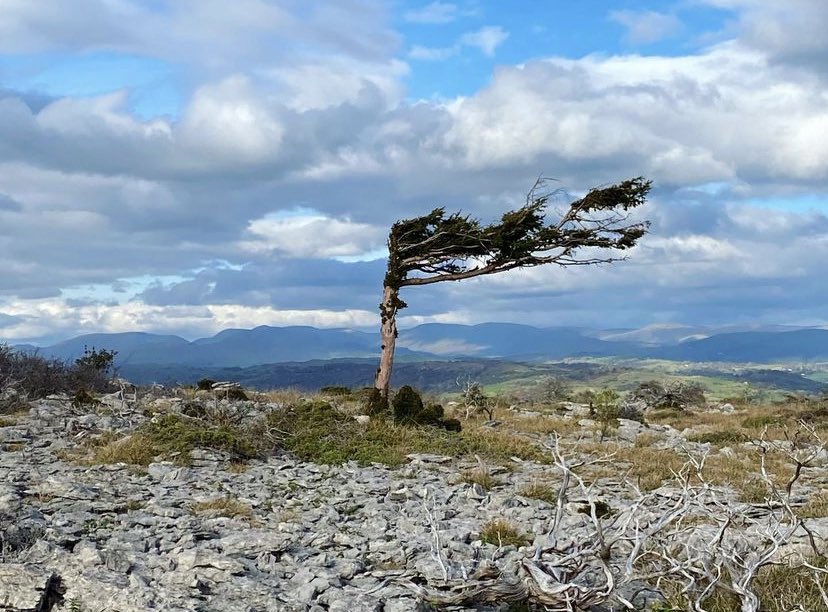 Octavia Lillywhite tweet media