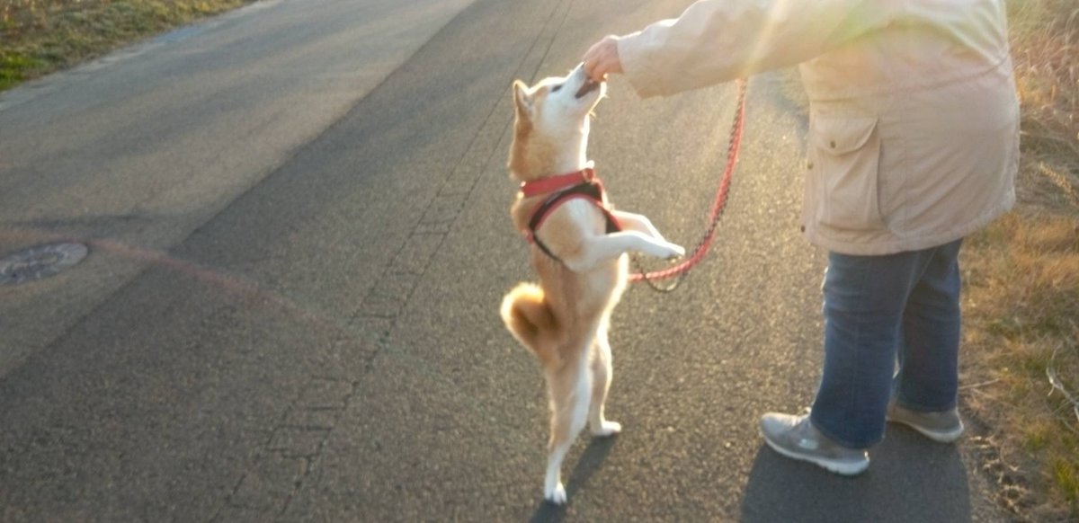 本日の #ぼんてん丸
 黄昏時の散歩道、ばーちゃんと戯れるぼんてん丸。柴は夕暮れ。二足で立ち、おやつに釣られて影を伸ばす姿もいとをかし。
#柴犬のいる生活 
#柴犬
#Dog