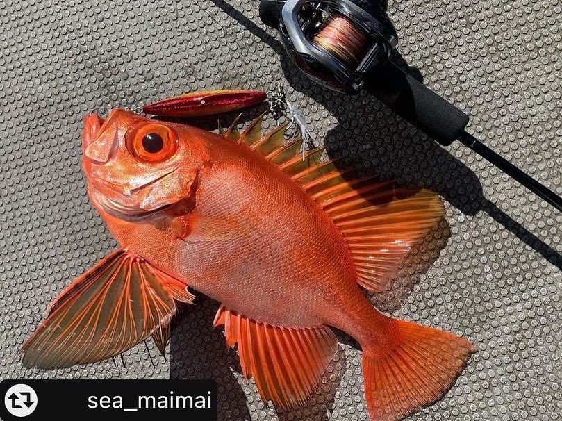 SeasonTackle's tweet photo. 【弊社製品での釣果情報のです🎣】
関西は大阪の釣りガール@sea_maimai 様よりおニューのロッドではじめましてのチカメキントキ💋@bluepier_captain
悪コンディションの中でも釣らせて頂きありがとうございました❤️🔥❤️🔥
#釣りガール
#釣り女子
#fishingtrip
#オルサ
#orusa
#シーズンフック https://t.co/ycNYK0MyRx