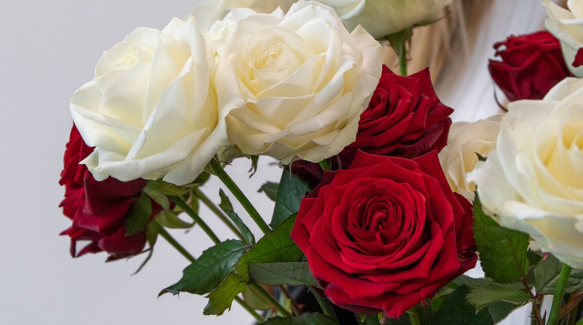 Avalanche+ and Red Naomi 🧡 The all time favorites during Christmas, Valentine's or Mother's Day. Curious about our UK Mother's Day prices 2023? Check out the pre-order list via hoekflowers.com #mothersday #uk #redroses