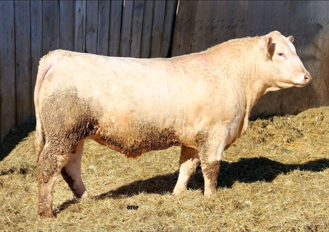Correction!  Lot 3 DANG Judah 634J is sired by Tr Mr Rhinestone 4658B (not White Bear) out of our treasured donor cow PCC 630D...AND is Homopolled!  Online bidding available on dlms.ca March 3rd!