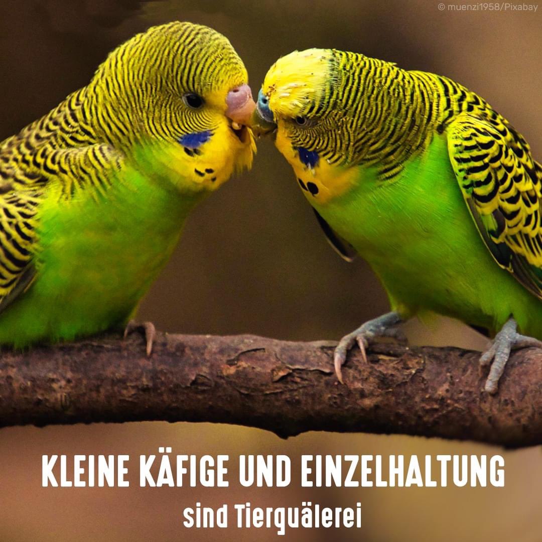 tierschutz_bund's tweet photo. #Wellensittiche leben in der Natur in großen Schwärmen von bis zu mehreren tausend Tieren. Dort steht ihnen ein großer Lebensraum zur Verfügung. Sie einzeln in kleinen Käfigen zu halten, bedeutet für die Tiere großen Stress. Infos zur artgerechten Haltung: https://t.co/lCL9WjBzAz https://t.co/ldFObmgoAg