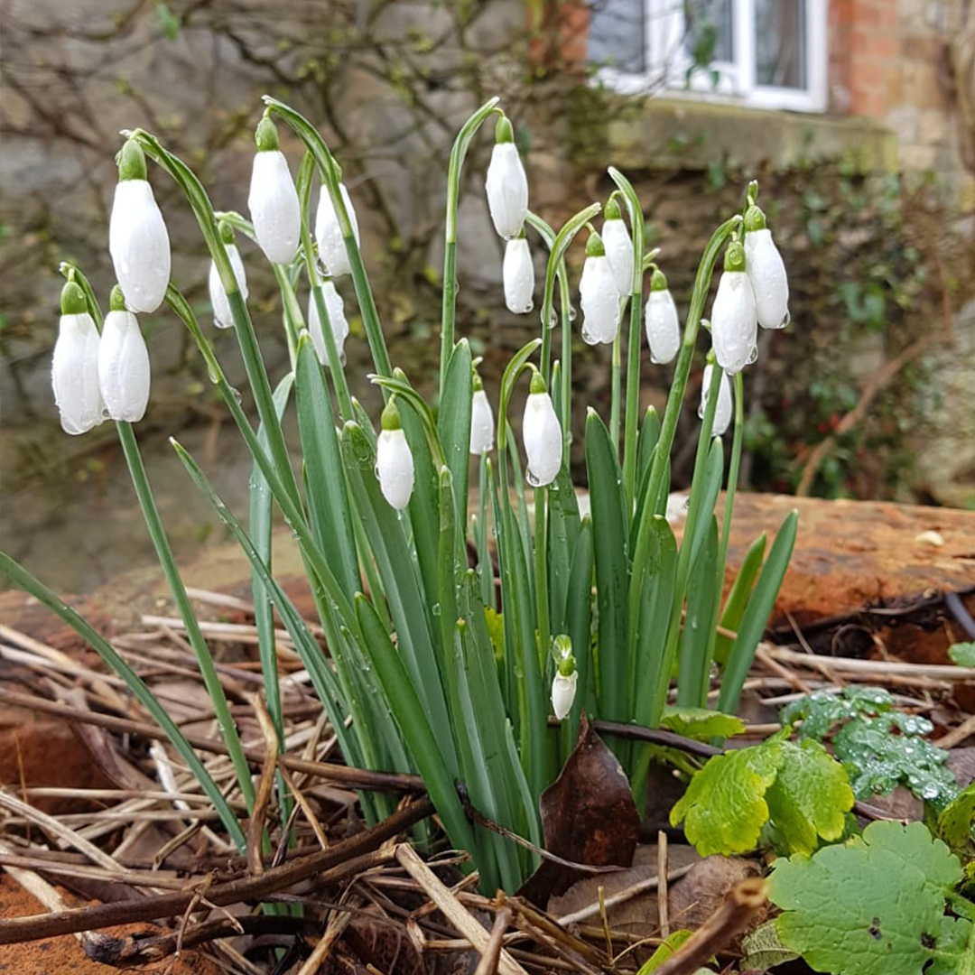 warnersgin's tweet photo. Spring is most definitely springing here in Harrington! 🌿
There is nothing better than the days getting longer and the snow drops making an appearance. 
Anyone else thinking it's time to clean up the garden furniture? 🤔 
#warnersgin #realtastesbetter #countrysidegin #spring https://t.co/dbwzxQWdAV