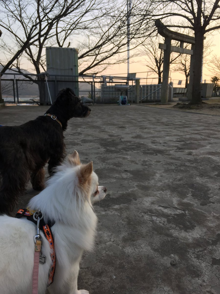 _akizuki's tweet photo. 多かった時は猫2匹、犬2匹飼ってた。
猫が先だったからだいぶ前に先に行っちゃった。
シュナは一昨年に。最後のチワワが昨日に。
1番母が世話してたからかなり寂しいと思う…
夜一緒に寝てたし。夜泣いてた。そりゃそうだ。私も泣きながら寝た。
最後に一緒に過ごせてよかった。
ごめんね。ありがとう https://t.co/3BO3pgt3oR