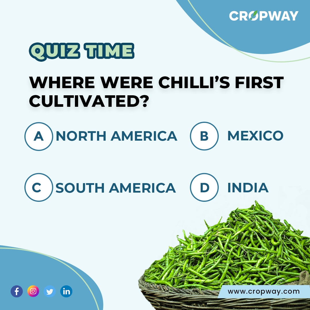 cropway_in's tweet photo. Game time! Can you guess the rabi crop❓
Comment your answer below👇🏼
.
.
#Cropway #horticulture #urbanagriculture #agritech #agripreneurs #discoverfood #foodfacts #knowyourfood #foodquality #farm #agriculture #ChiliCrops #ChiliHarvest #ChiliGrowth #ChilliPlanting #ChilliSeeds https://t.co/Cazaq8ruob