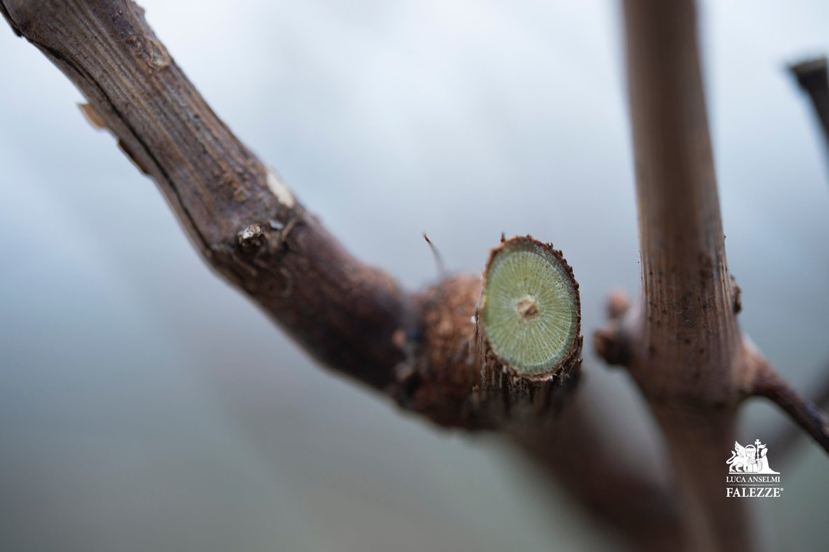 Falezze's tweet photo. Pruning the Falezze vineyard is an important agronomic practice for producing high quality grapes and wine. 🍇
La potatura del vigneto Falezze è una pratica agronomica importante per produrre uva e vino di alta qualità. 🍇
#falezzevineyard #falezzewine #falezze #grapes #vineyard https://t.co/rBFpmIlsOo
