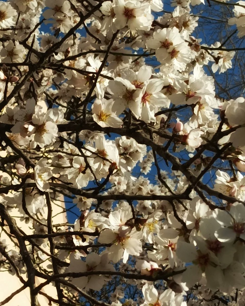 yoileen76's tweet photo. Cargando la #primavera #SpringIsLoading https://t.co/uc9A7VXItJ
