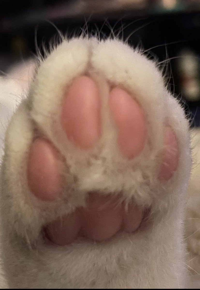 Karynjb2's tweet photo. @Number10cat @PjrFoto Thanks Larry!  Much love from 🇨🇦. Paws Up. https://t.co/sBwzSjzgrv