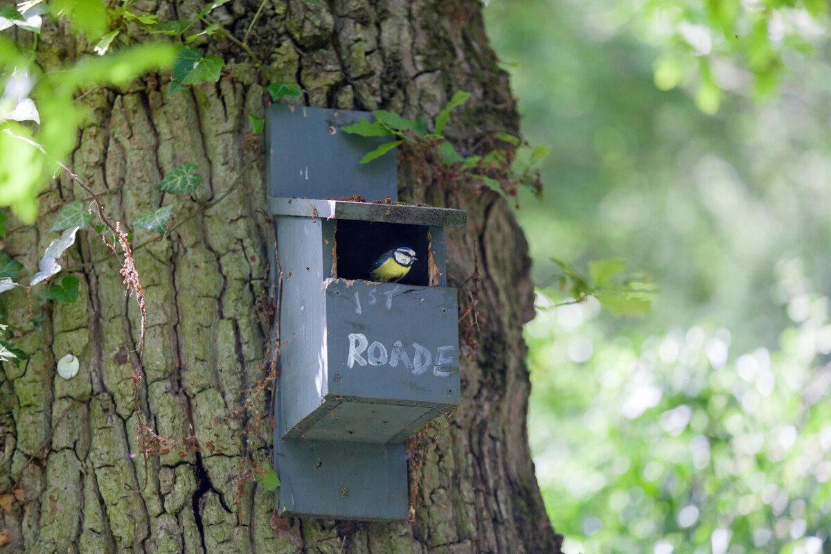CRTWestMidlands's tweet photo. Now is the time to get your bird boxes ready for the nesting season. Here are some useful advice from the @Natures_Voice on how to clean your boxes. https://t.co/bWJzYnV5bV https://t.co/Ol2Y8hD3tV