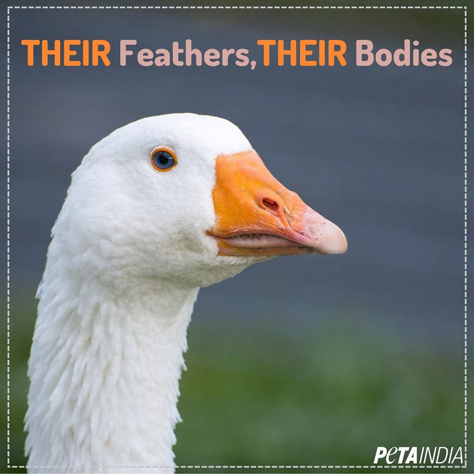 PETA India on Twitter "Geese used for their feathers are often plucked