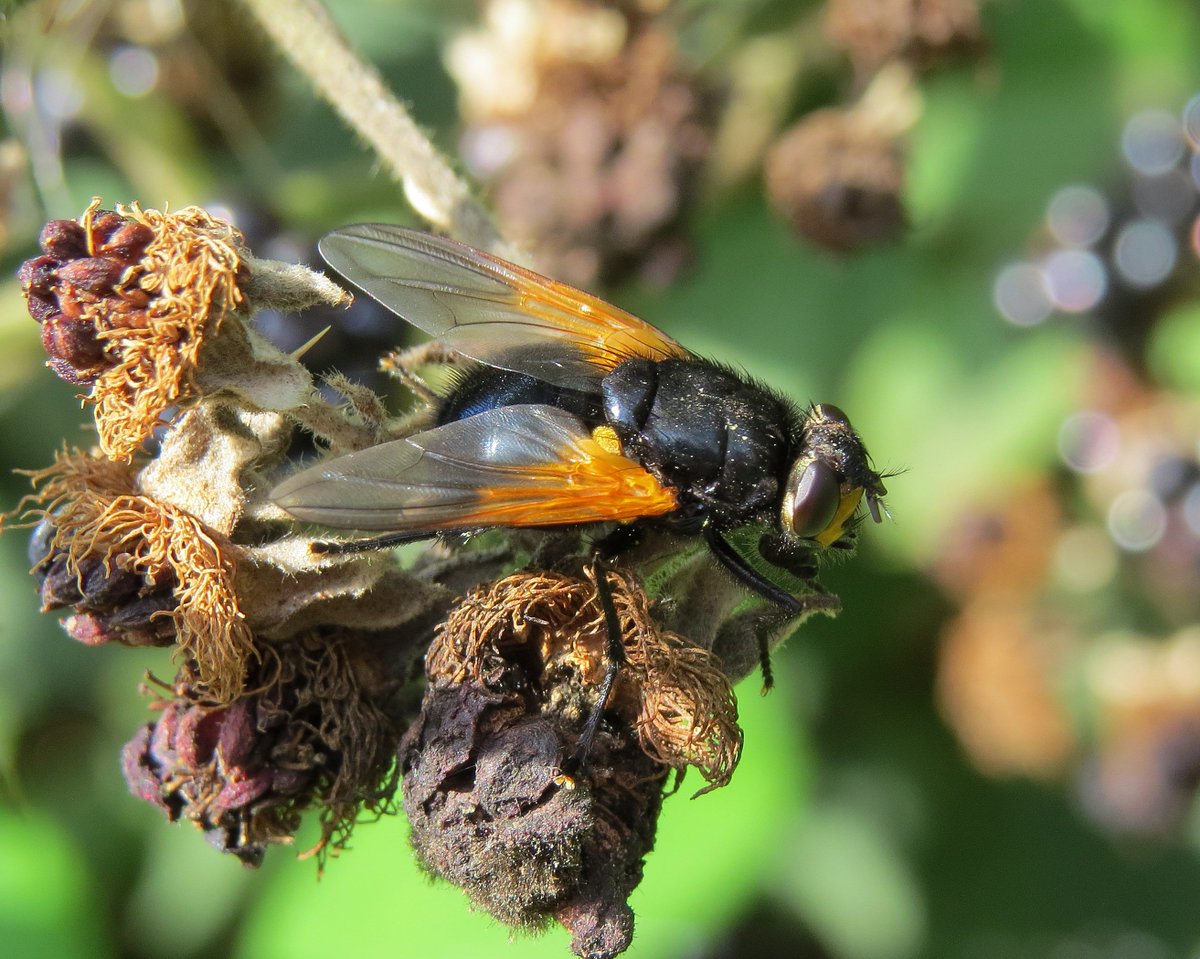 1. Struggling with identification of bees/pollinators and various other tricky insects groups? It has been my life's mission to make things easier, so check out this chain. Firstly, Steven Falk Flickr: flickr.com/photos/6307520…. It's a virtual museum and field adventure.