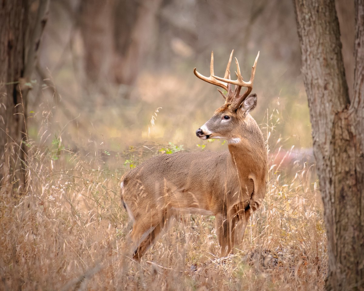 OhioDivWildlife's tweet photo. DYK: Hunting drives $866 million of spending in Ohio each year through the sale of food, equipment, fuel, lodging, and more, according to the Sportsmen’s Alliance Foundation. 📷: Erin Hanley Sajovic https://t.co/D5dlKXrijF