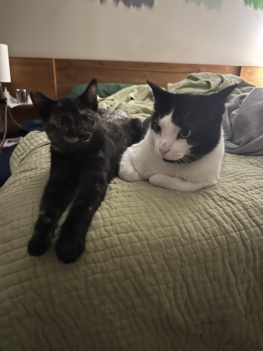 Michael's Cat tweet media