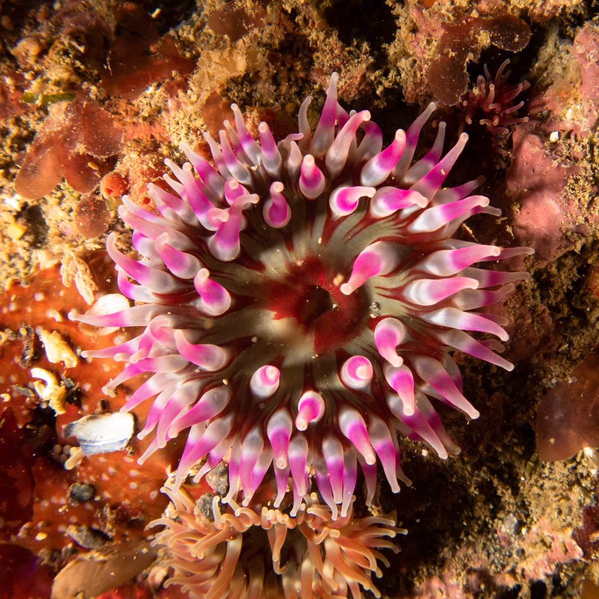 DiveAran's tweet photo. Thinking about returning to the water after a break? 

The #PADI ReActivate Scuba Refresher program will help you brush up on essential diving knowledge and skills without having to start from the scratch: https://t.co/jXaPBeN1wa

#AranIslands #PADI #Ireland #WildAtlanticWay https://t.co/tQQmRh2Tc9