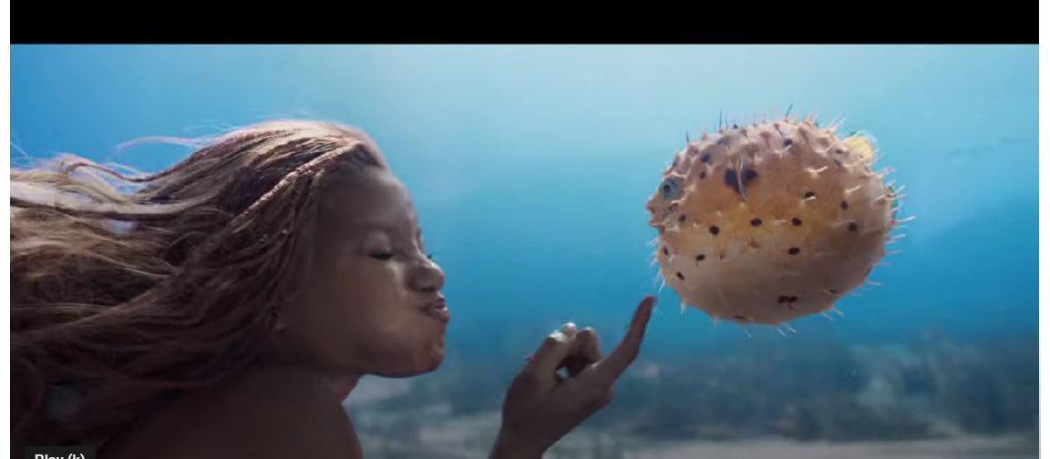 ขัดใจ The Little Mermaid ซีนนี้มาก คึอ ดิสนีย์น่าจะทำให้มันฟรุ้งฟริ้งน่ารัก แต่ในความเป็นจริงคือ ถ้าปลาปักเป้า พองลม คือมันกลัว จนต้องขยายตัวป้องกันตัวเองไม่ใช่หรอ แล้วยิ่งขยายตัวบ่อยเท่าไรก็อายุสั้นขึ้น....