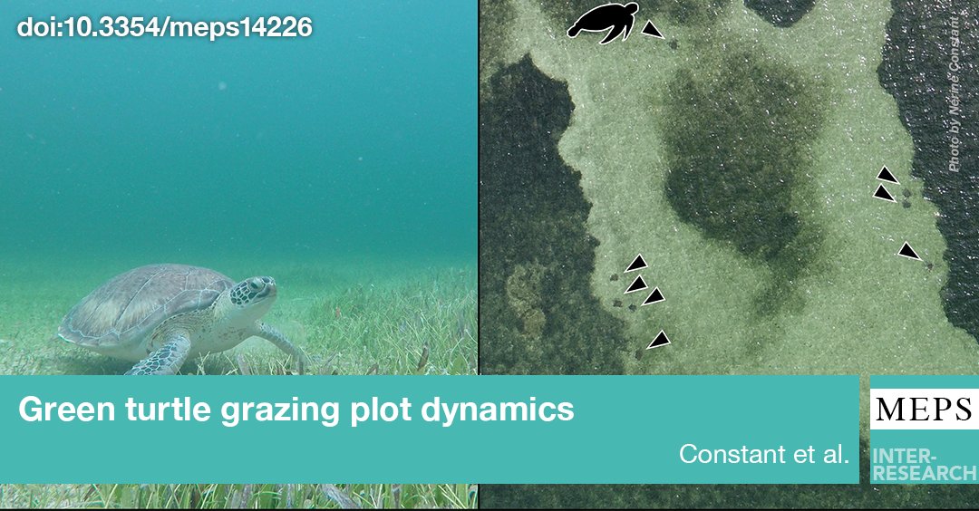 New study using #AerialImagery shows green #Seaturtle grazing plots in Caribbean #Seagrass meadows are dynamic, green turtles increase edge habitat, and green turtle grazing plot use is sustainable over longer periods than previously documented
bit.ly/meps_705_109