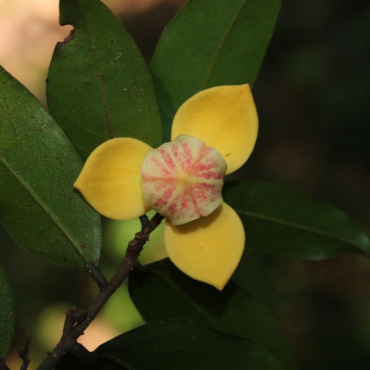jason_nge's tweet photo. Mitrephora (#Annonaceae) growing in northern Thailand at the Queen Sirikit botanic gardens. There are about 50 species in the genus found throughout the tropics in Asia.
#Mitrephora #Magnoliids #ThaiFlora https://t.co/TdRQm9KJ61