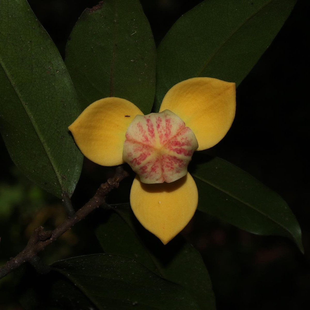 jason_nge's tweet photo. Mitrephora (#Annonaceae) growing in northern Thailand at the Queen Sirikit botanic gardens. There are about 50 species in the genus found throughout the tropics in Asia.
#Mitrephora #Magnoliids #ThaiFlora https://t.co/TdRQm9KJ61