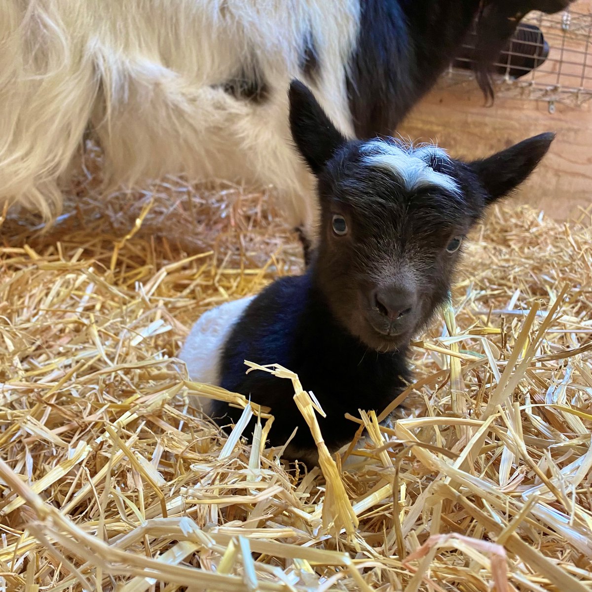 Chessington World of Adventures Resort tweet media