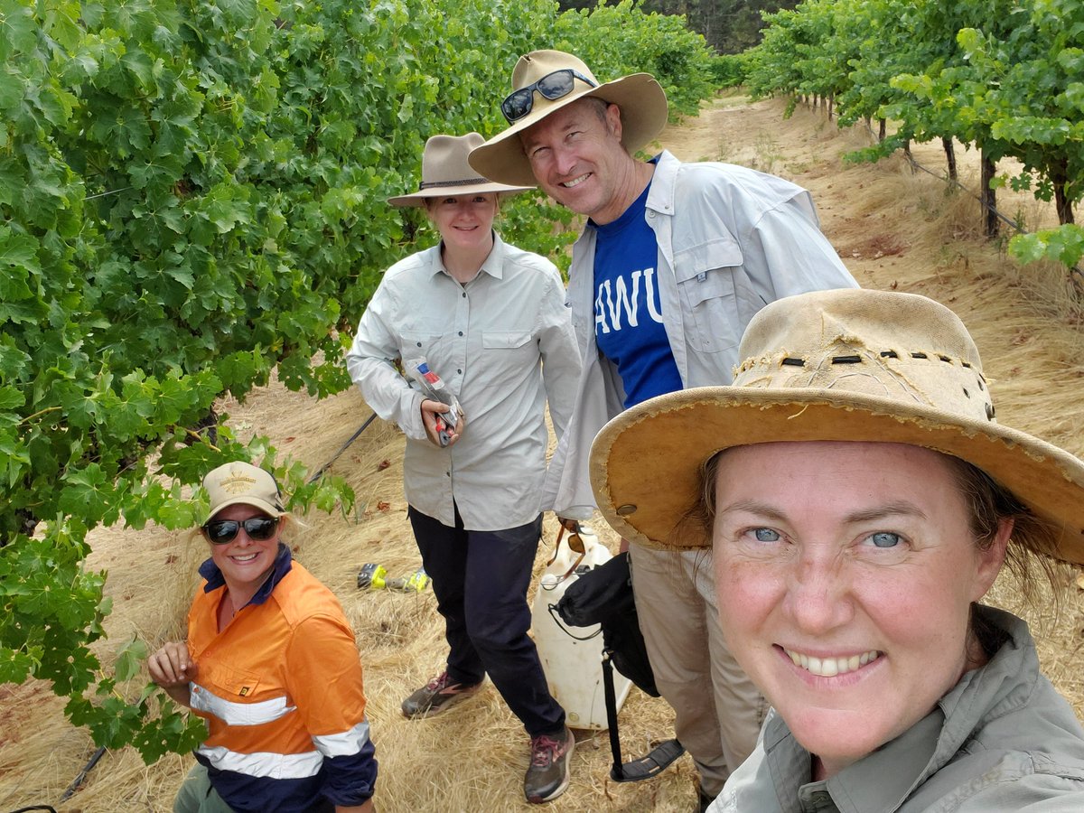 Out and about with @SAgE_UWA & @CWSS_UWA team members @NikCallow @BonnyStutsel & @StormFindlayCpr flying drones in vineyards and chatting with growers about #WaterSmartDams for @GGA_WA #FutureDroughtFund