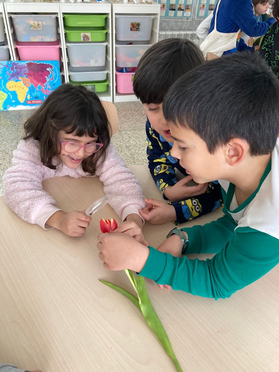 NouPatufet's tweet photo. Els nens i nenes de 4t primària ajuden la colla de 1r primària a investigar les parts d’una planta, una de les fases de #PetitsTalentsCientífics. 
Fem ciència col·laborativa i tots i totes aprenem.
@fundaciorecerca @cesirecat 
#NouPatufet #somtransformació #EscolesCoop https://t.co/kmyLS6FF7P