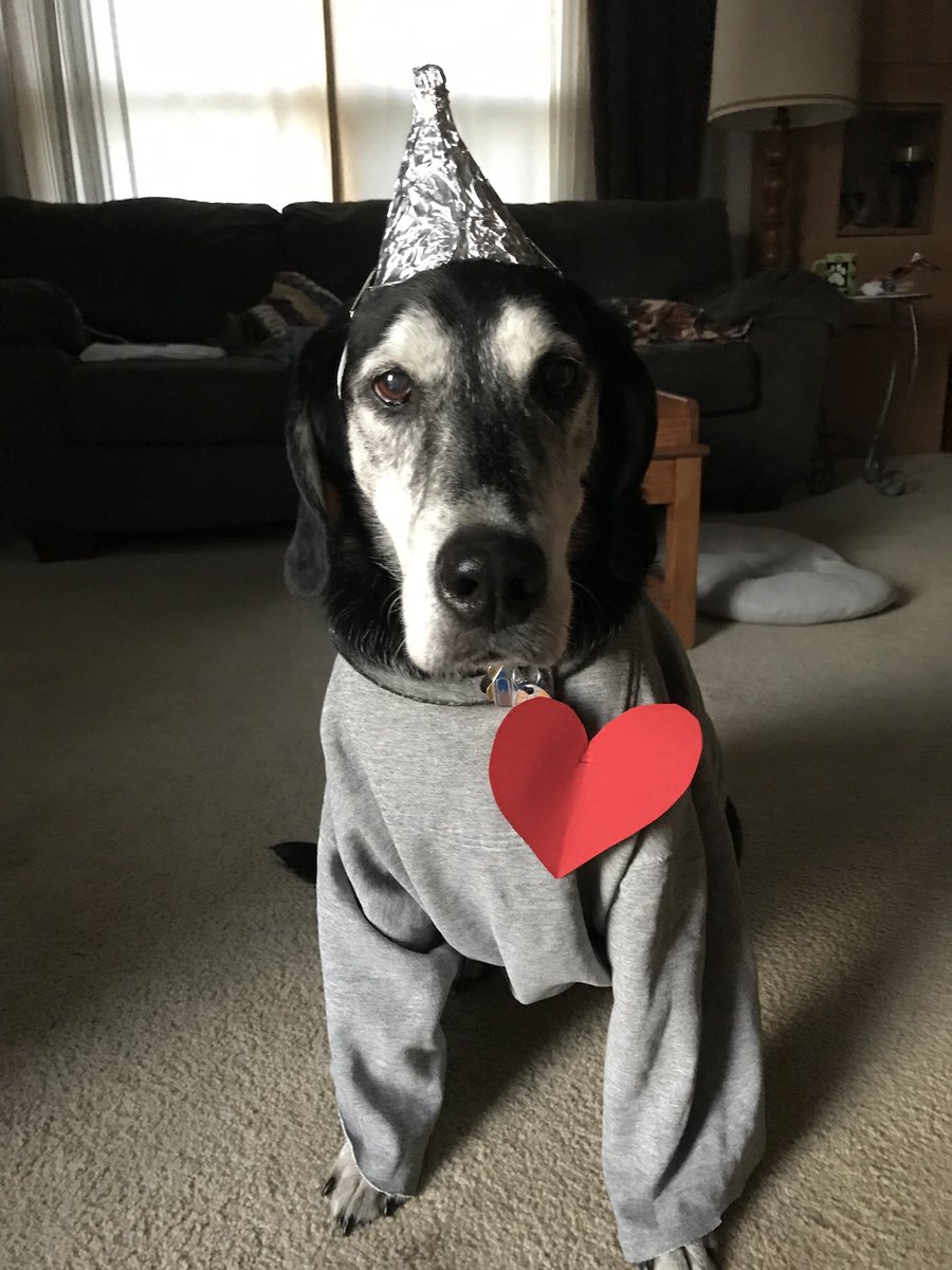 HounddogZenith's tweet photo. #ThrowbackThursday to the King of hearts, Angel Z. ❤️ Have a great day pals!
#AngelZ #dogsoftwitter https://t.co/cloq1kKUre