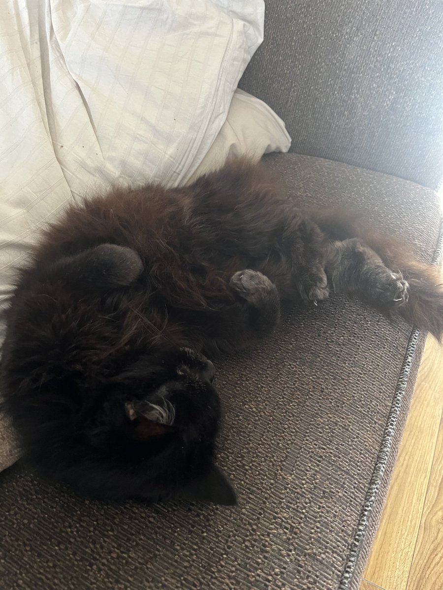 CharleyBaker1's tweet image. Saffy was zero encouragement today &amp;amp; it is grey &amp;amp; dull &amp;amp; I didn’t want to go 🐈‍⬛ But I did &amp;amp; a longer but boring flat walk was done, as it’s been raining + leaves the Hilly Nemesis is a slippery nemesis today 😂 #DoingIt #Project2023