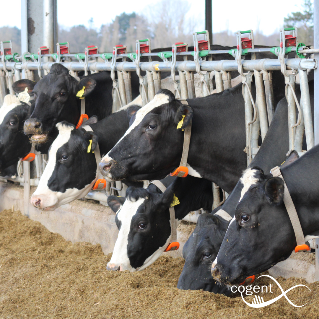 Grants now available! Cogent’s PrecisionCOW collars allows farmers to monitor that which the trained eye can’t see! 🐄 PrecisionCOW offers… • Heat detection • Health monitoring • Cow Locating • Herd performance trends For more information visit our website.