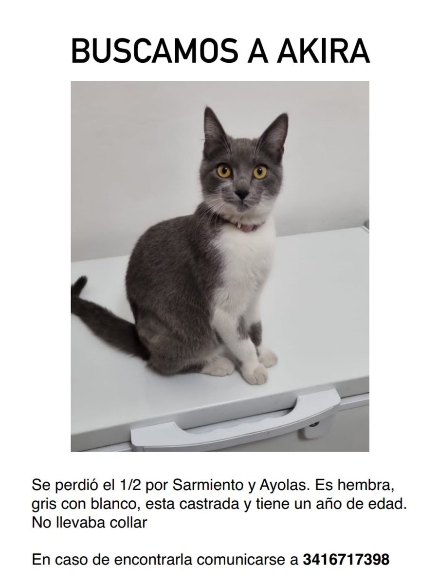 CataFeuli's tweet photo. BUSCAMOS A AKIRA 
Se perdió por Sarmiento y Ayolas (zona sur de Rosario) el 01/02.
Es gris y blanca, hembra de un año, no llevaba collar.
Si la ves por favor retenela y llamanos 3416717398
Por favor, difundir https://t.co/uRiUkb0NDr