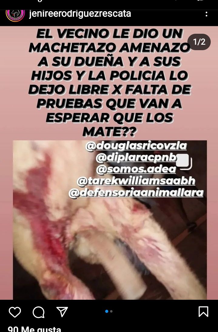 ros245's tweet photo. #BARQUISIMETO URGENTE  el "señor" Orlando Antonio Alvarez Borges,  le dió un machetazo a un indefenso perrito y amenaza a la dueña con matarlo,la policía lo dejó libre. Hoy es un perro, mañana puede ser una persona 0424.539 4204 @PerroUsuario @divanparaperros @TarekWiliamSaab https://t.co/Cr1chUiFIs