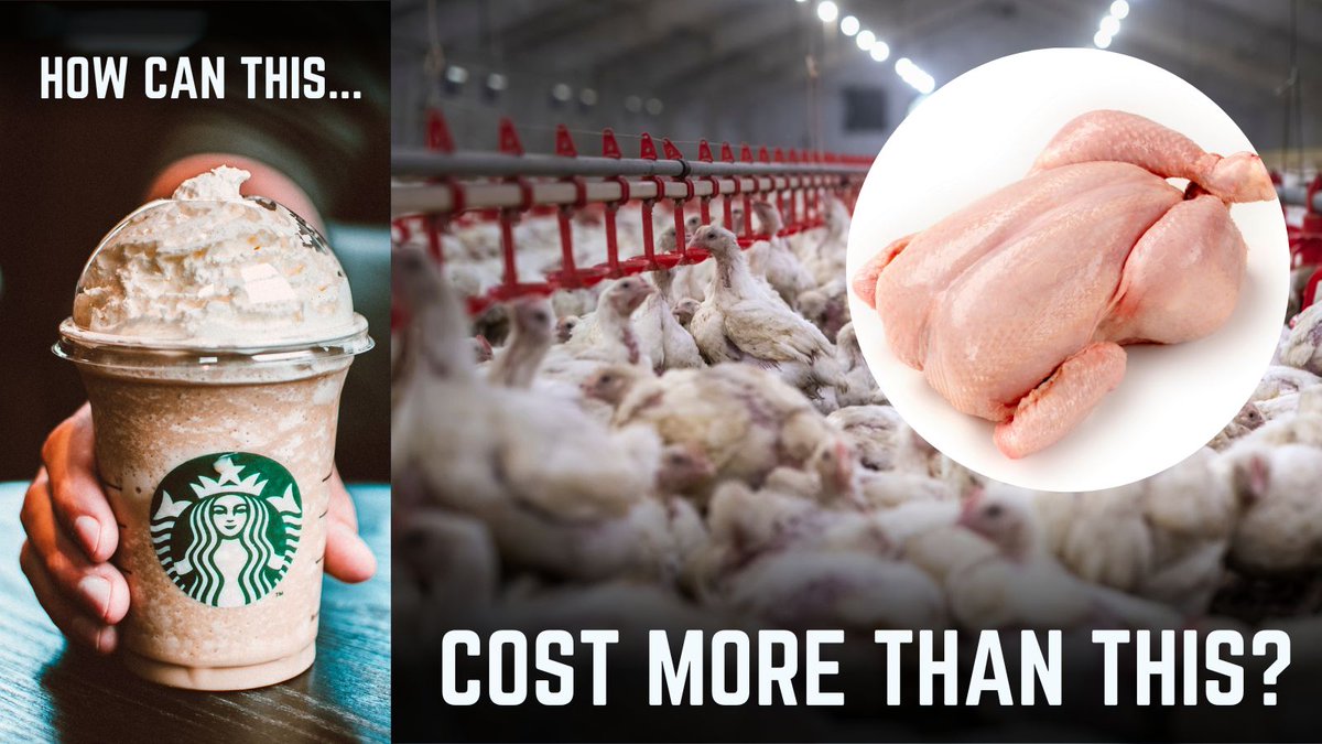 RiverActionUK's tweet photo. Demand for cheap chicken is DESTROYING the River Wye.

Another excellent article from @thetimes, which highlights how the true cost of £4 chicken is "killing one of Britain’s biggest rivers”: https://t.co/aBmLxHl50E

 #truecostofcheapchicken #CleanItUp  #recsuebritainsrivers https://t.co/7nojNr4Fvw
